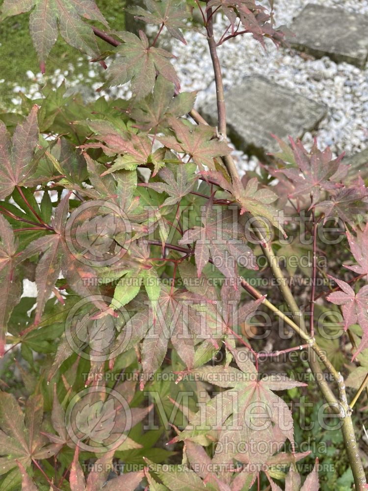 Acer Kasagiyama (Japanese Maple) 1