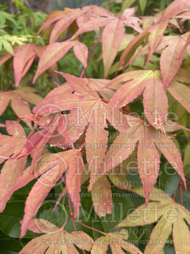 Acer Osakazuki (Japanese Maple) 5