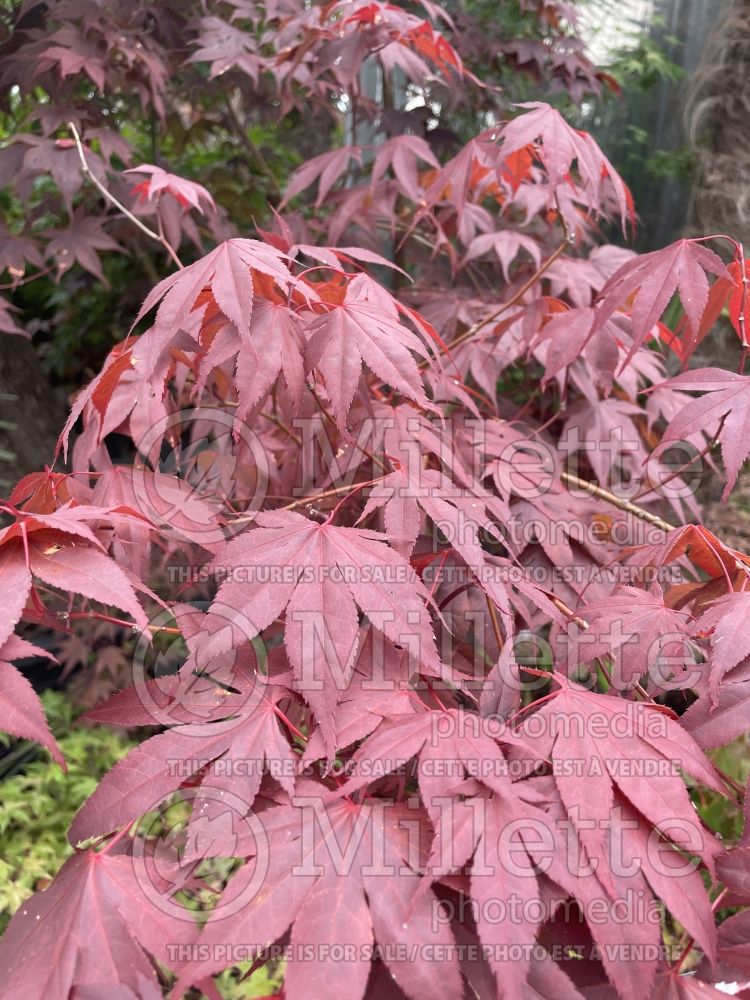 Acer Shin-Deshojo (Japanese Maple) 11