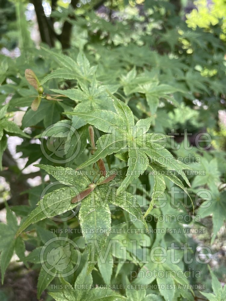 Acer Shindeshojo (Japanese Maple) 1