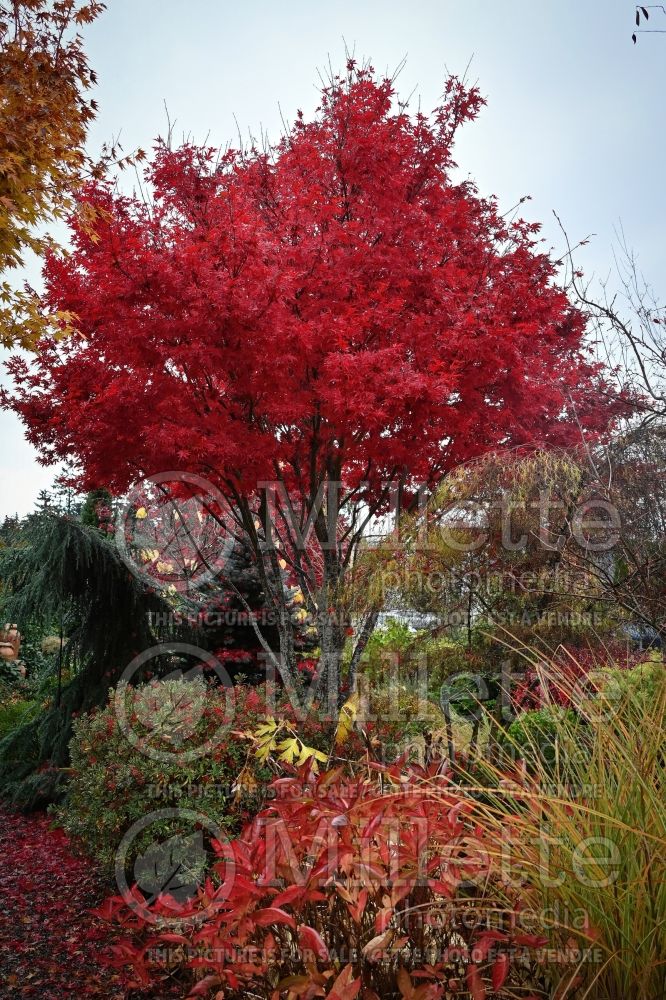 Acer Skeeter's Broom (Japanese Maple) 4