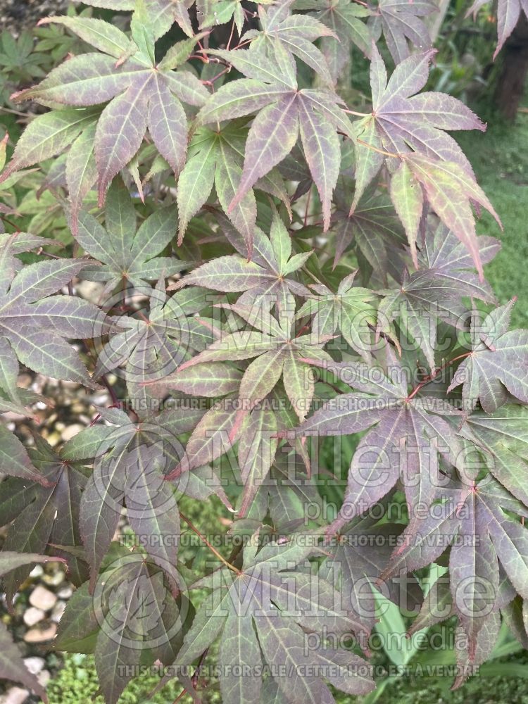 Acer Yezo Nishiki (Japanese Maple – érable japonais) 1