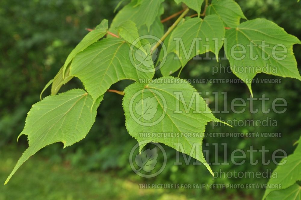 Acer pensylvanicum (snakebark maple - moose maple) 7