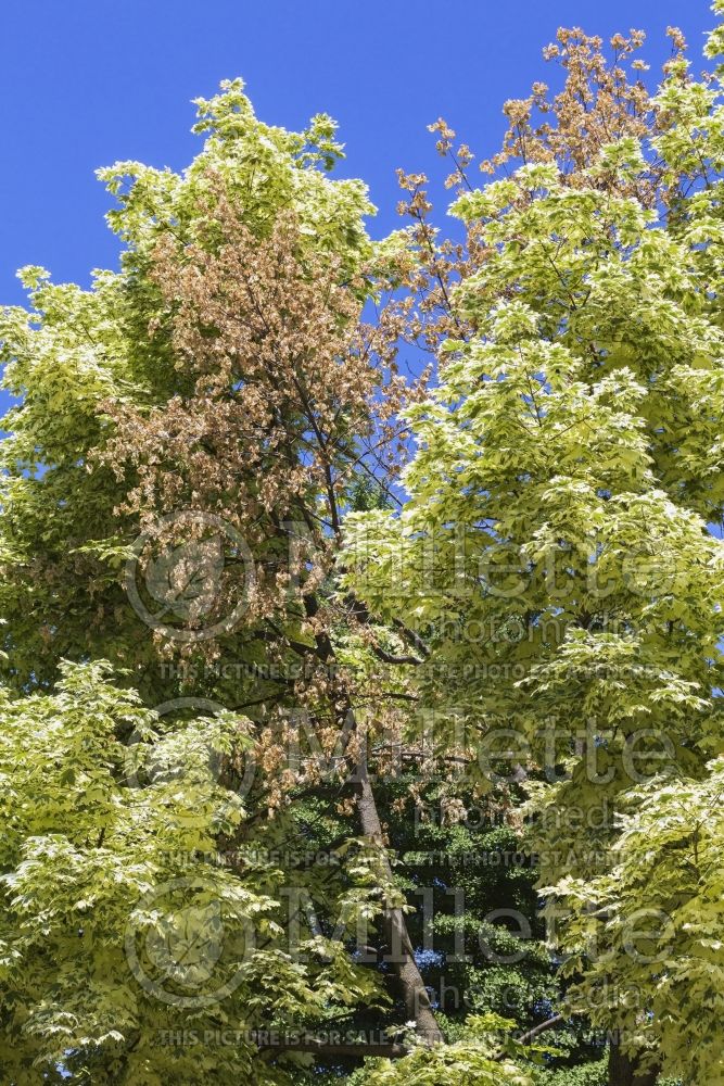 Acer Drummondii (Norway Maple) 9