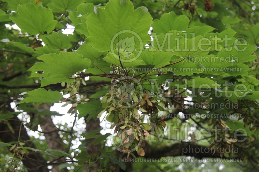 Acer pseudoplatanus (sycamore maple) 2