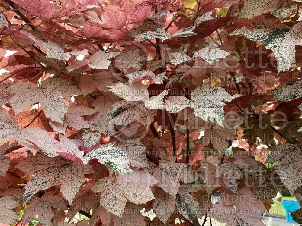 Acer Eskimo Sunset aka Esk Sunset (Sycamore Maple) 4 