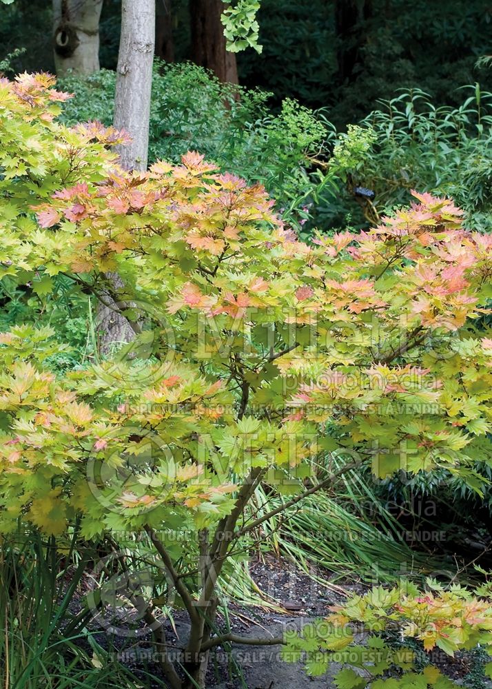 Acer pseudosieboldianum (Korean Maple) 5