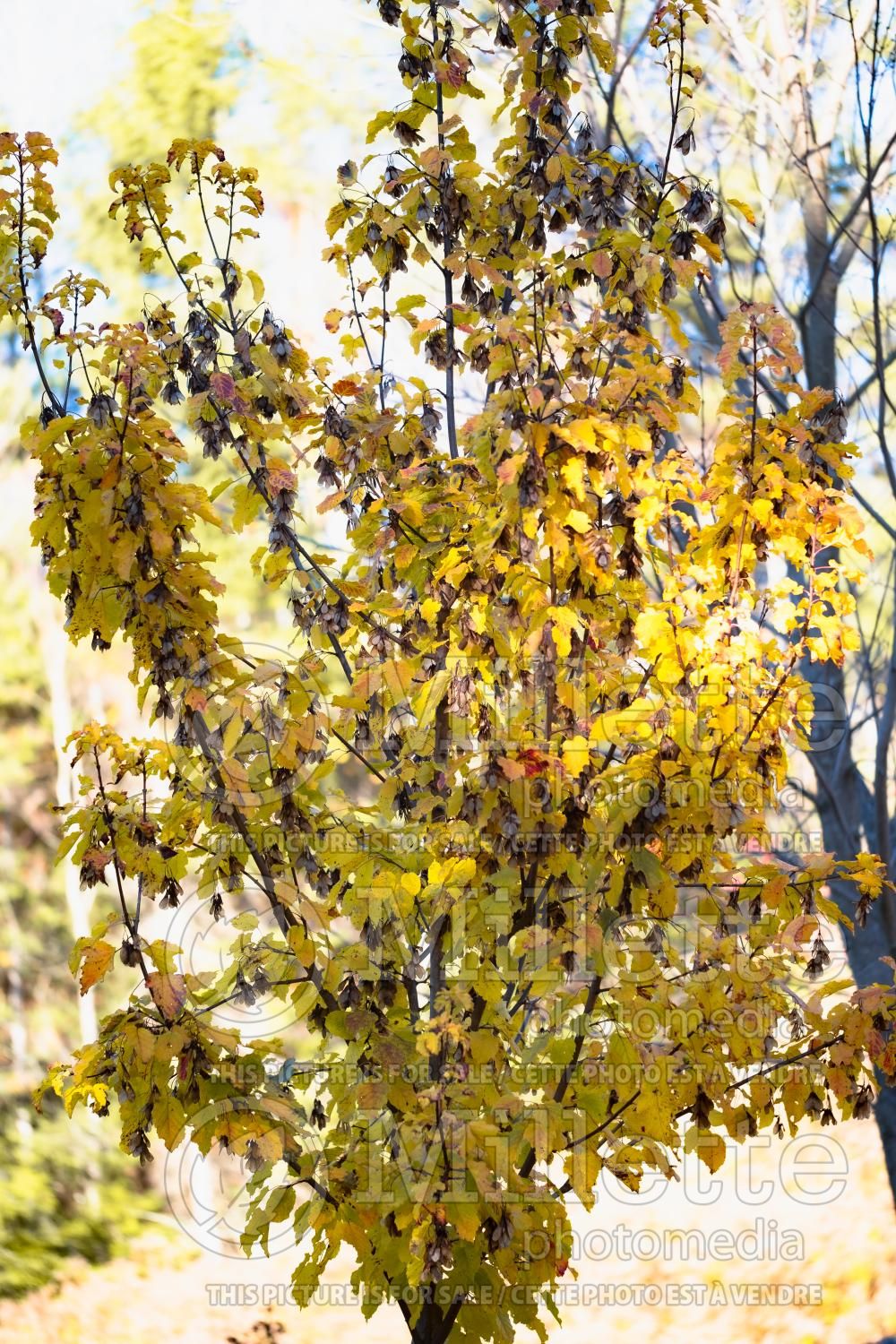 Acer Hot Wings aka Garann (Tatarian maple) 10