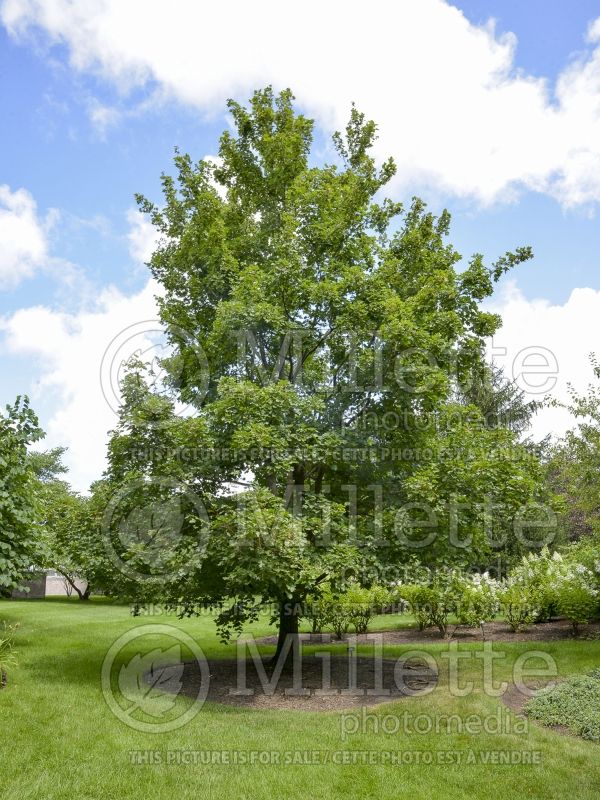 Acer campestre (field maple hedge maple) 1