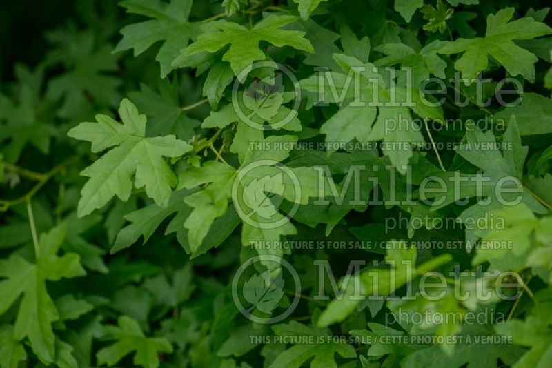 Acer campestre (field maple hedge maple) 2