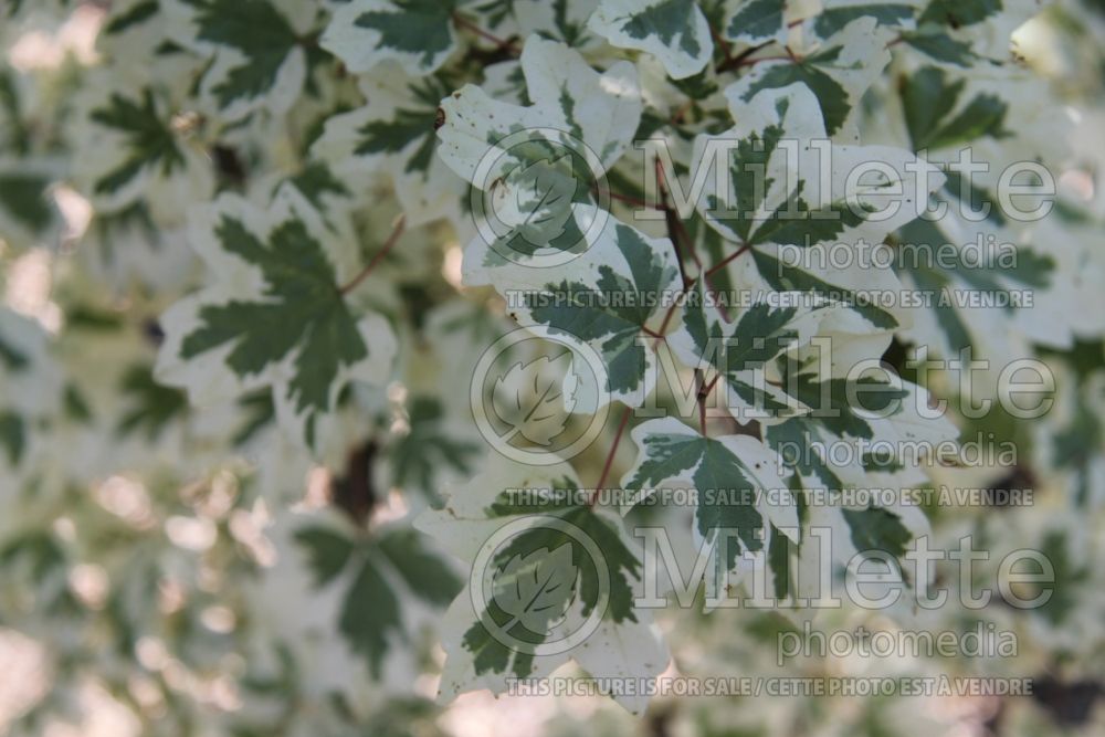 Acer Carnival (Field Maple) 3