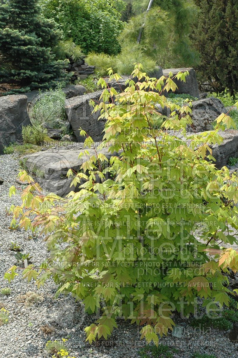 Acer circinatum (Vine Maple)  1 