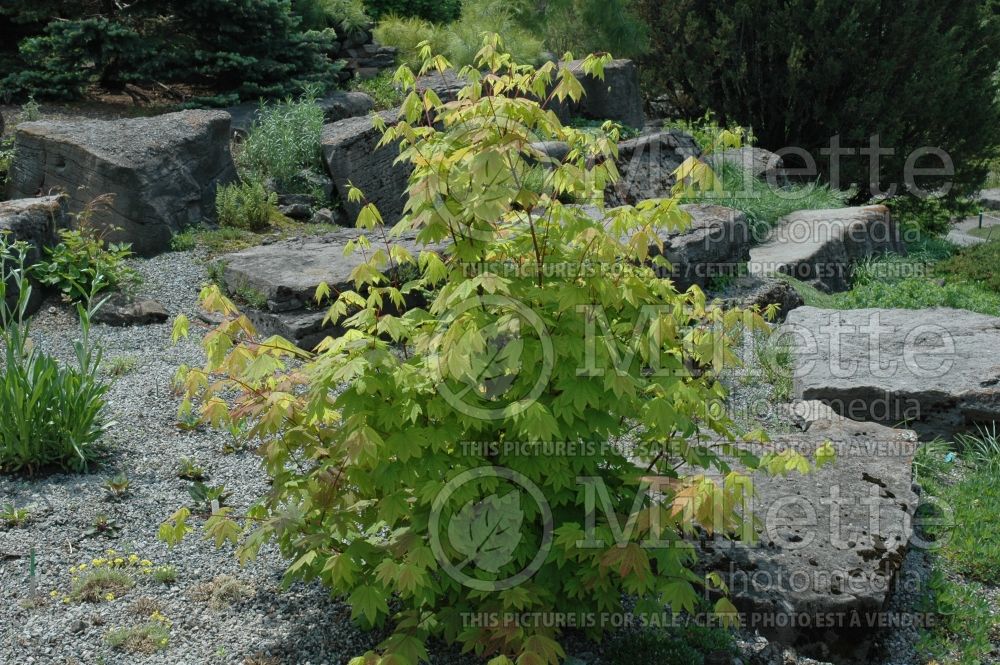 Acer circinatum (Vine Maple) 4 