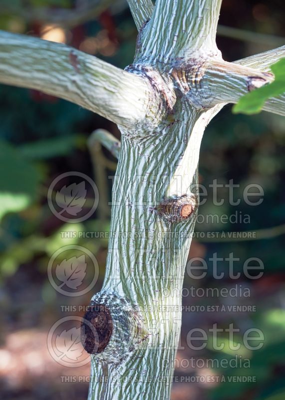 Acer tegmentosum - Bark (Maple) 1