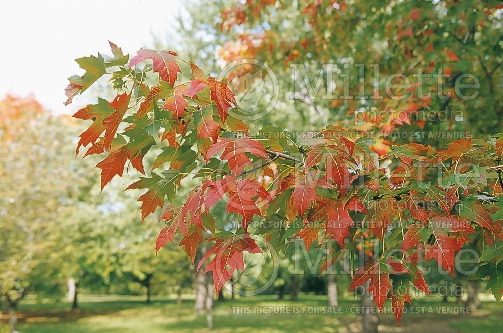 Acer Autumn Blaze ou Jeffsred (Maple) 1