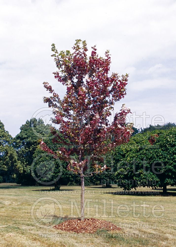 Acer Autumn Blaze ou Jeffsred (Maple) 2