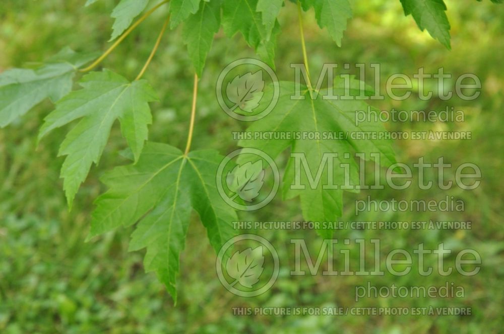 Acer Marmo (Maple)  1