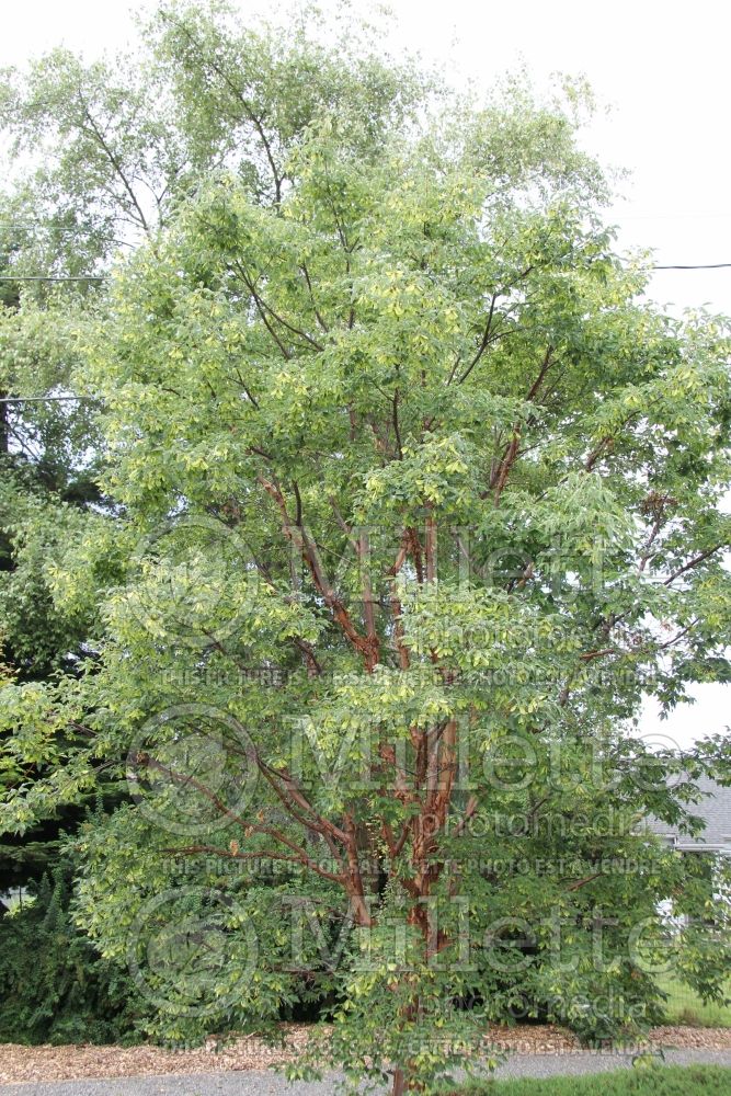Acer griseum (Paperbark Maple) 13