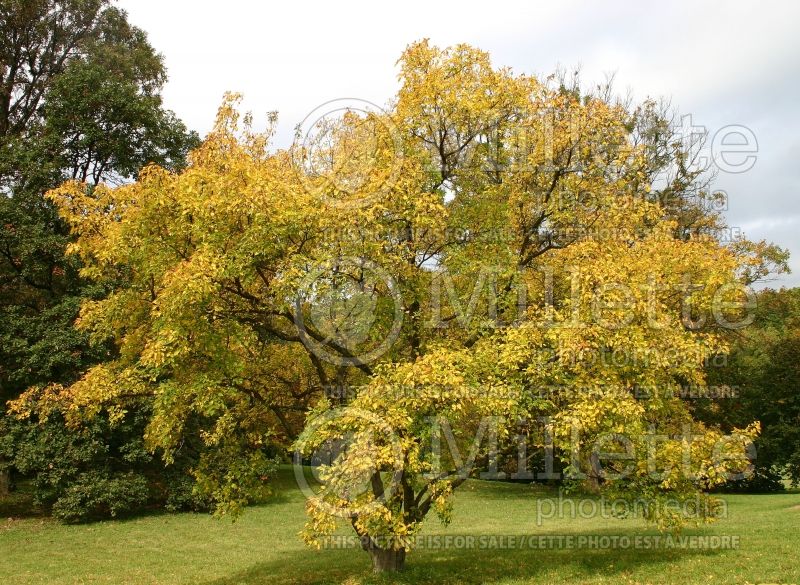 Acer Durand Dwarf (Amur Maple) 1 