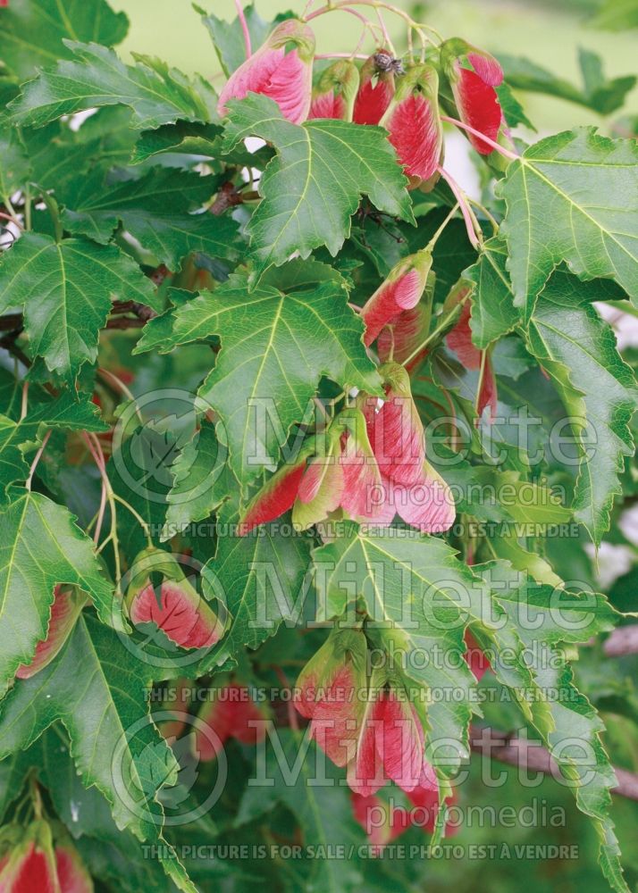 Acer Ruby Slipper (Amur Maple) 1 