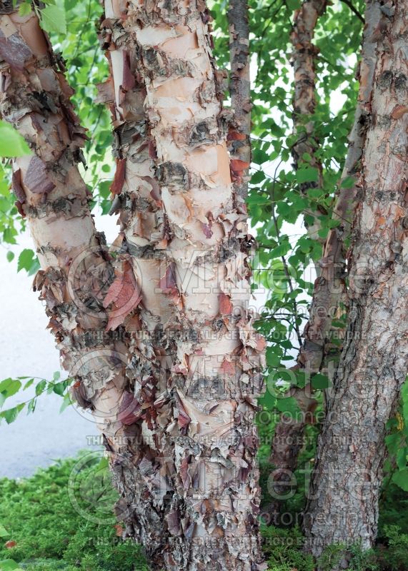 Acer griseum - Bark (Paperbark Maple) 12