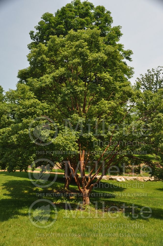 Acer griseum (Paperbark Maple) 7