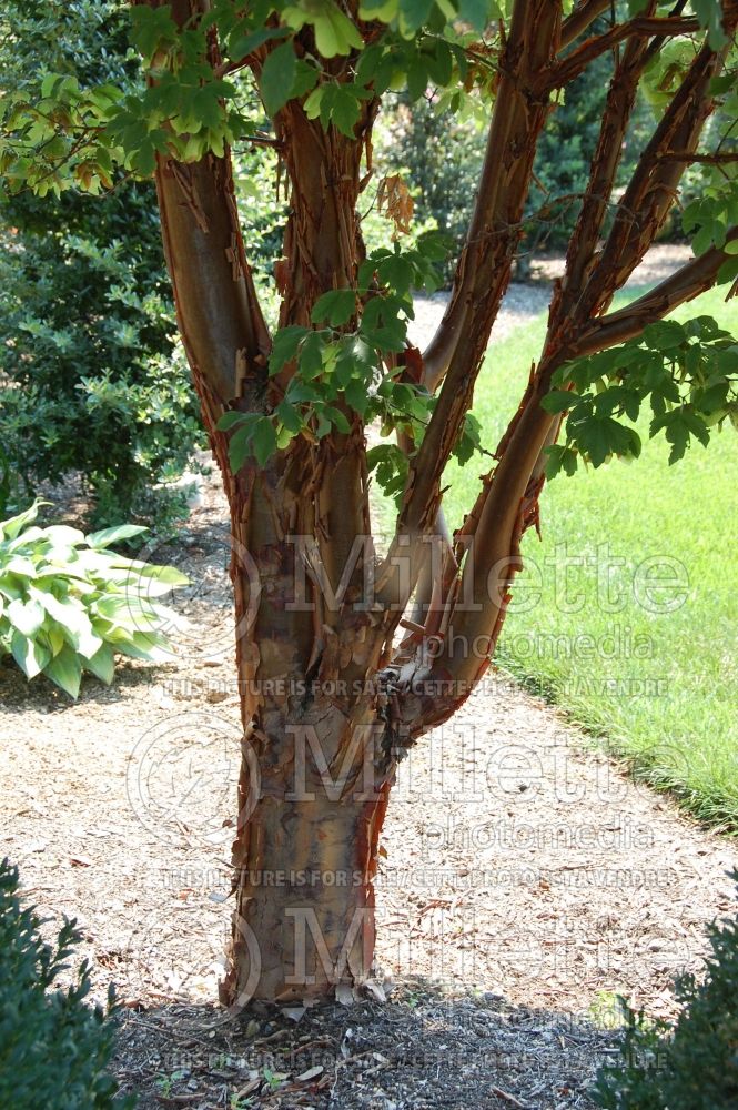 Acer griseum (Paperbark Maple) 1