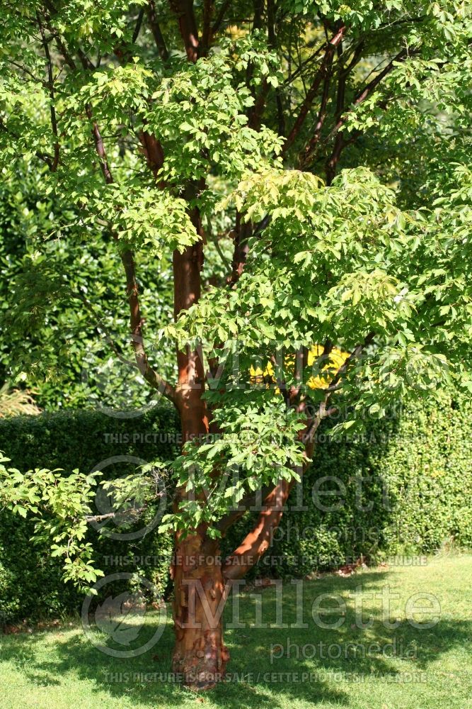 Acer griseum (Paperbark Maple) 5