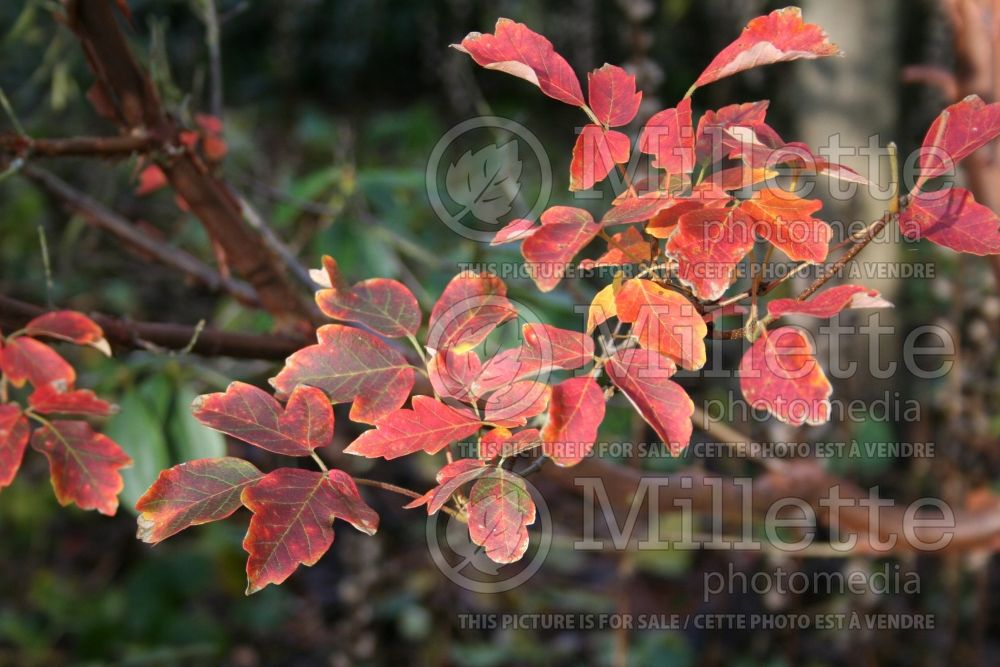 Acer griseum (Paperbark Maple) 6