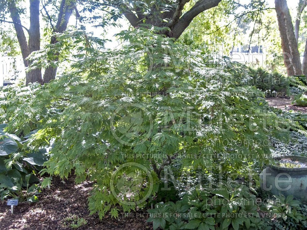 Acer Aconitifolium (Japanese Maple) 14