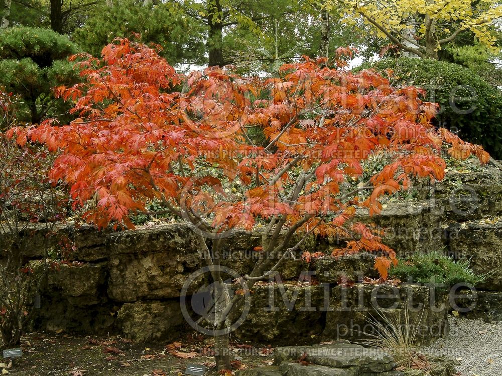 Acer Aconitifolium (Japanese Maple) 15