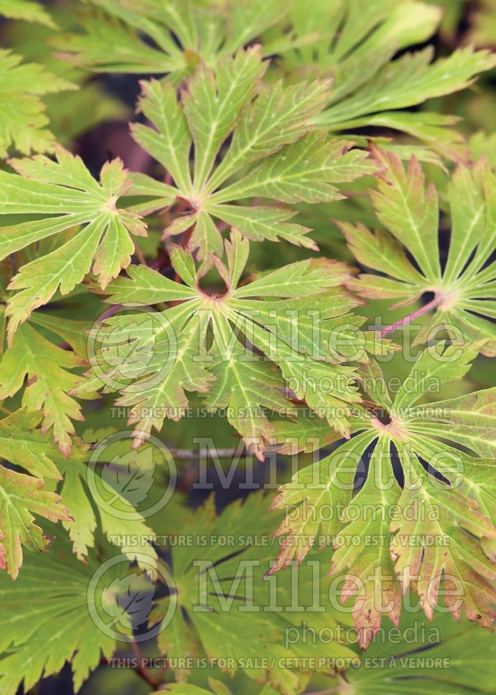 Acer Aconitifolium (Japanese Maple) 12