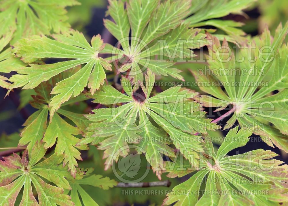 Acer Aconitifolium (Japanese Maple) 13