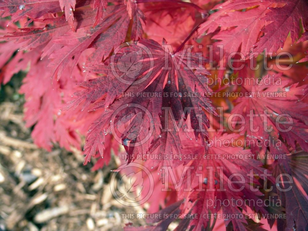 Acer Aconitifolium (Japanese Maple) 7