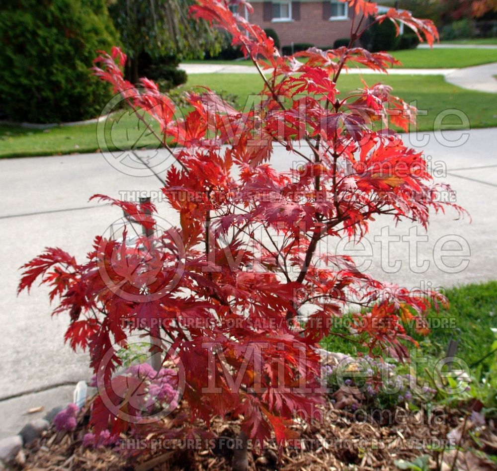 Acer Aconitifolium (Japanese Maple) 8