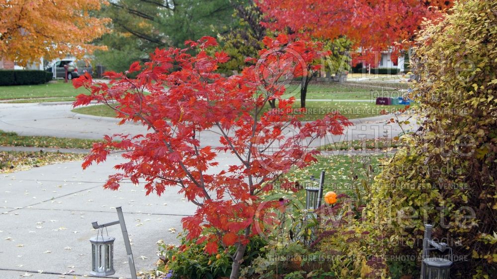 Acer Aconitifolium (Japanese Maple) 9