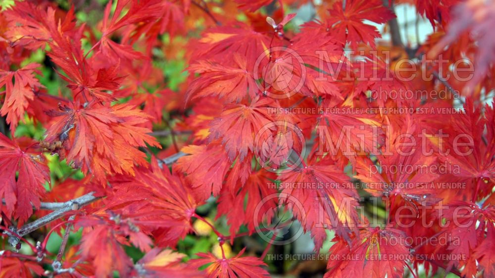 Acer Aconitifolium (Japanese Maple) 10