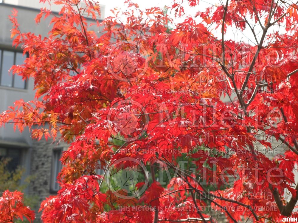 Acer Aconitifolium (Japanese Maple) 2