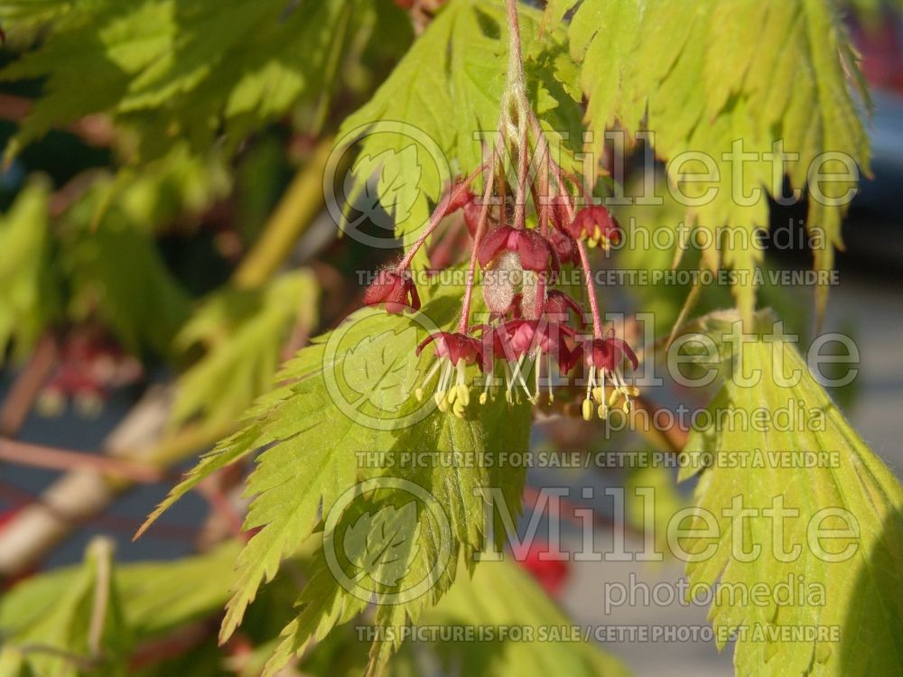 Acer Aconitifolium (Japanese Maple) 11