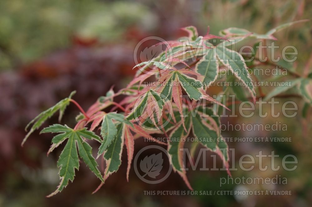 Acer Kagiri Nishiki (Japanese Maple) 1