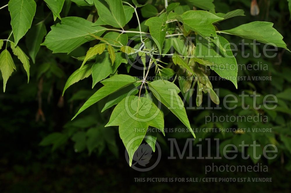 Acer negundo (Box elder, boxelder maple, Ash-leaved Maple) 3