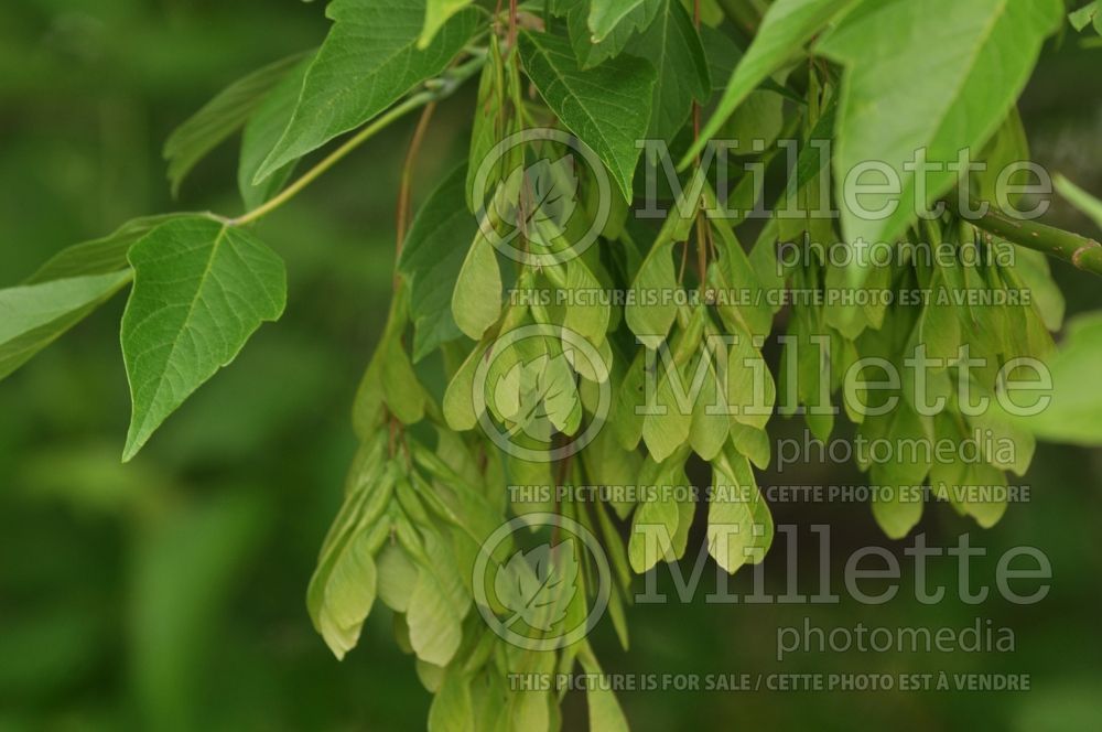 Acer negundo (Box elder, boxelder maple, Ash-leaved Maple) 2