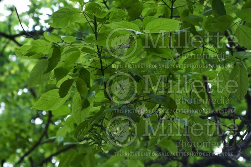 Acer negundo (Box elder, boxelder maple, Ash-leaved Maple) 4