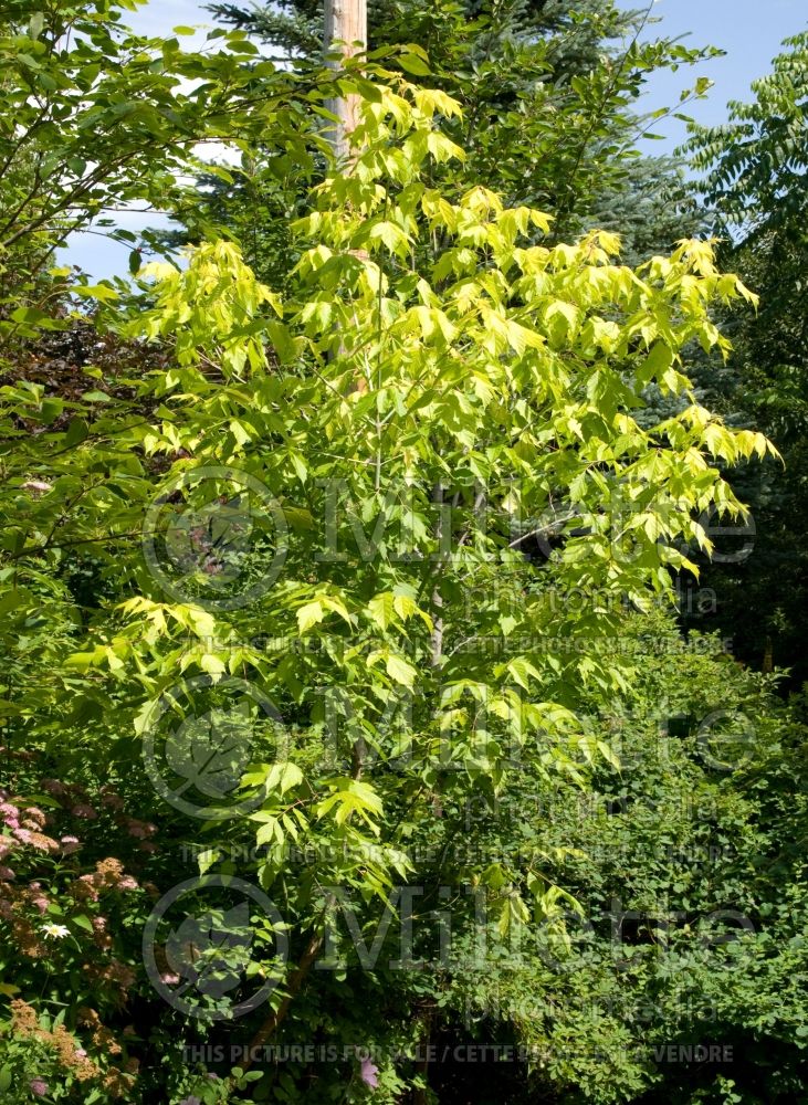 Acer Kelly's Gold (Box elder, boxelder maple, Ash-leaved Maple) 1