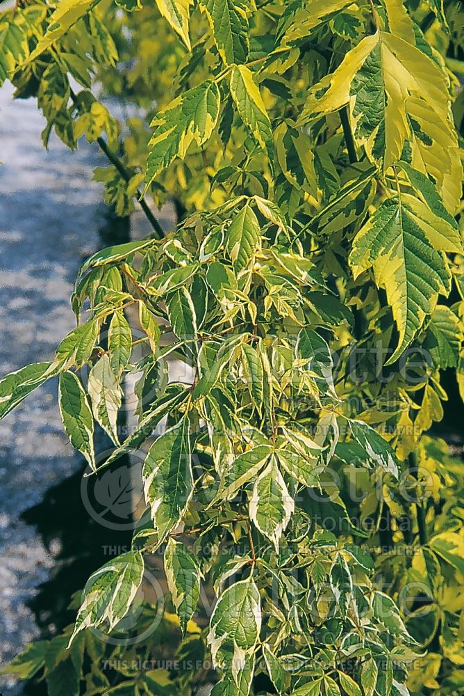 Acer Variegatum (Box elder, boxelder maple, Ash-leaved Maple) 1