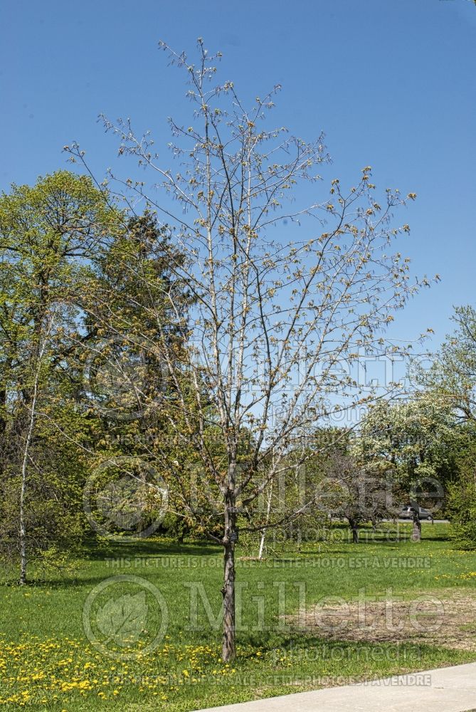 Acer Green Column aka Greencolumn (Black Maple) 1