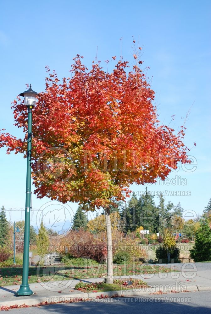 Acer Norvegian Sunset  (Maple) 2