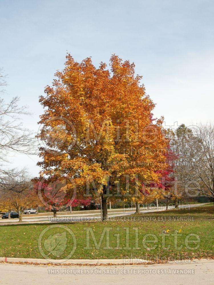 Acer Norvegian Sunset  (Maple) 5