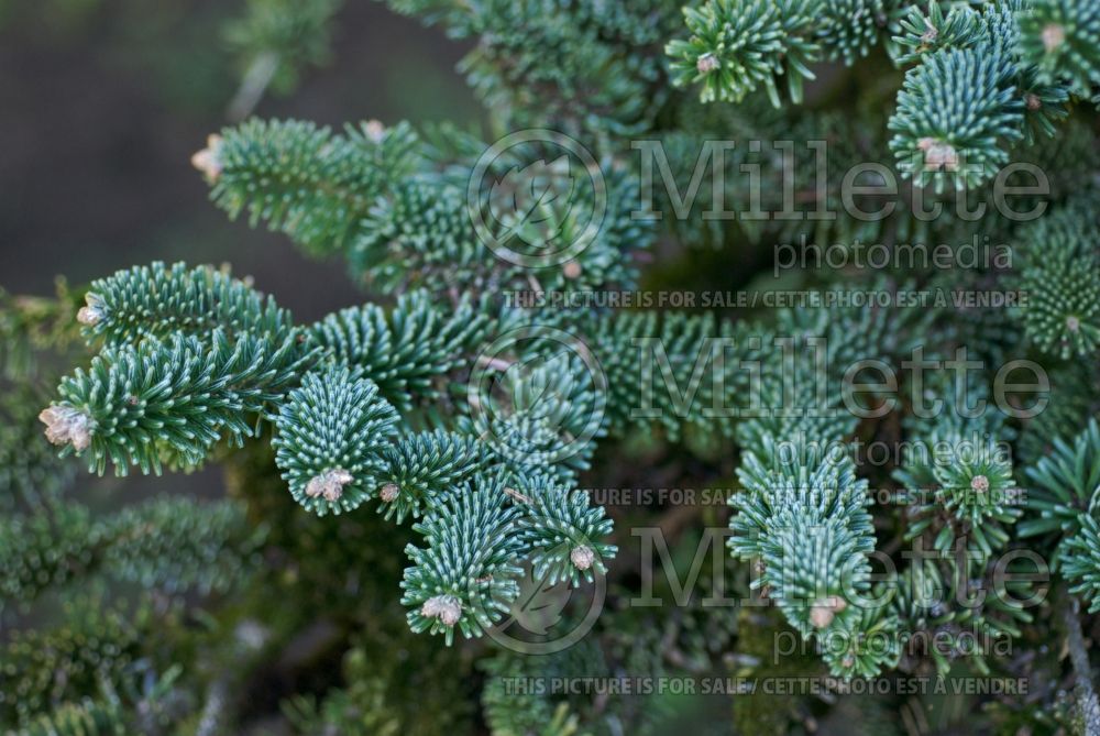 Abies numidica (Algerian Fir conifer) 2 