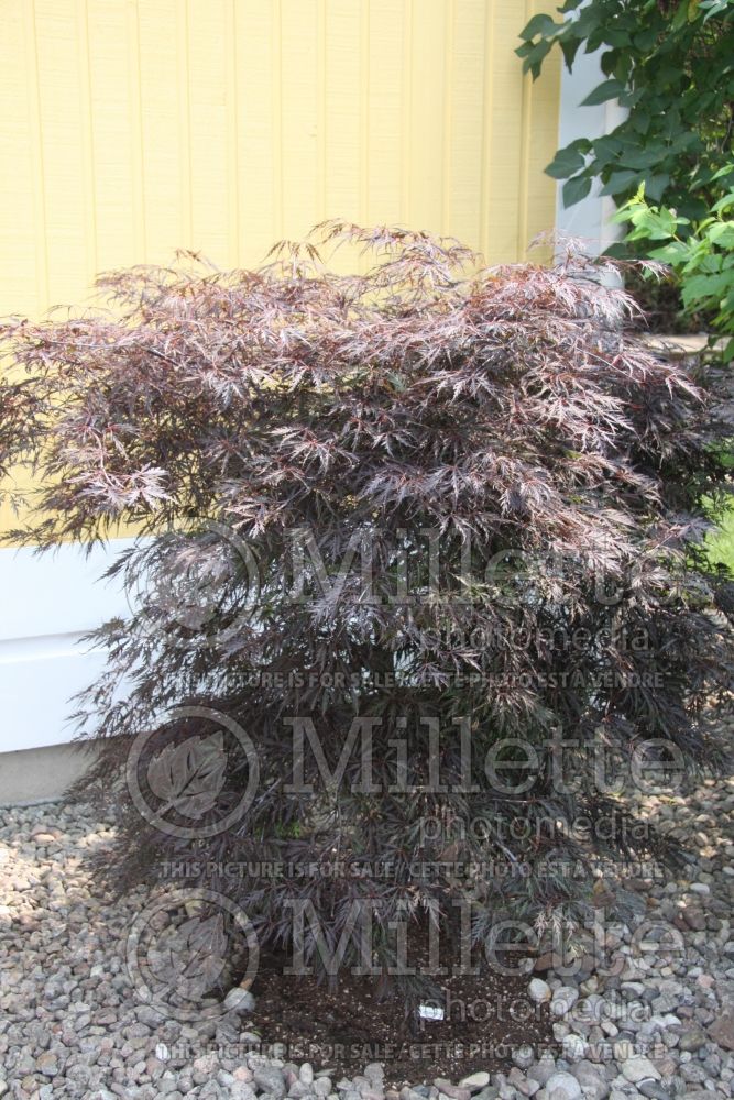 Acer palmatum (Japanese maple) 3